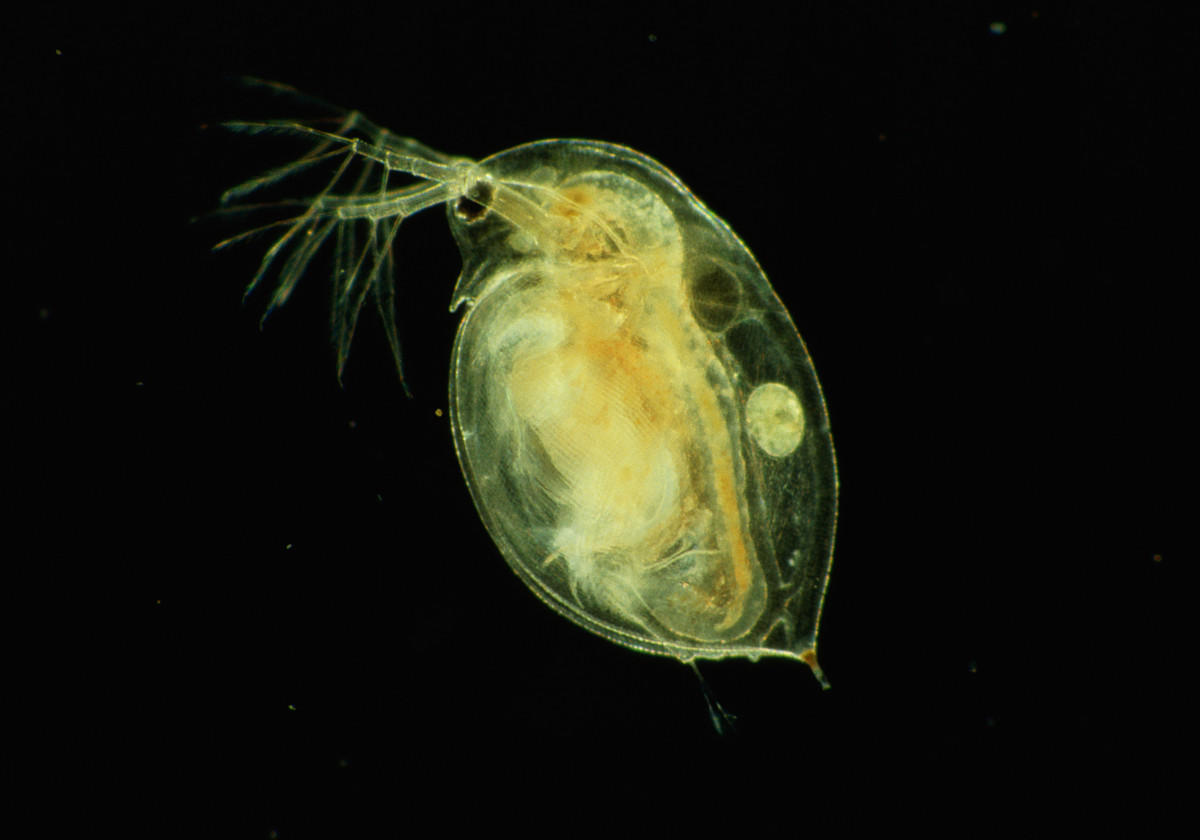 助你成为水蚤养殖达人:快速培养大量水蚤的窍门大揭秘!