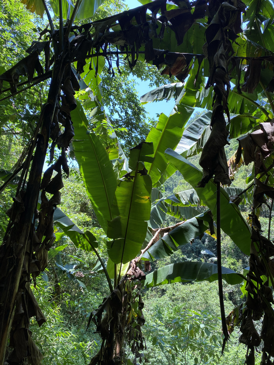 野芭蕉,果实跟市面的