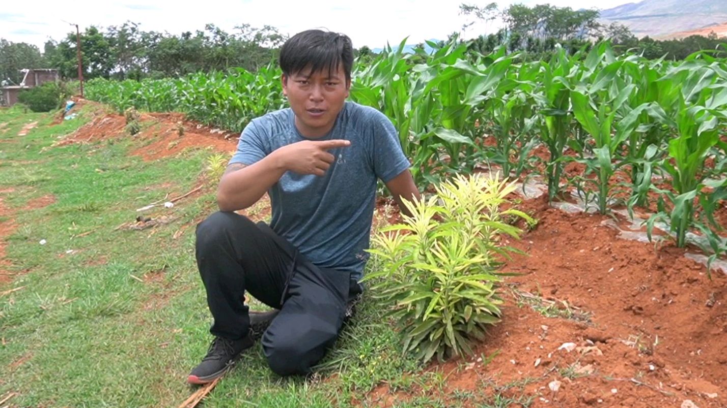 你知道多肉药锦吗?药锦原来是这么来的