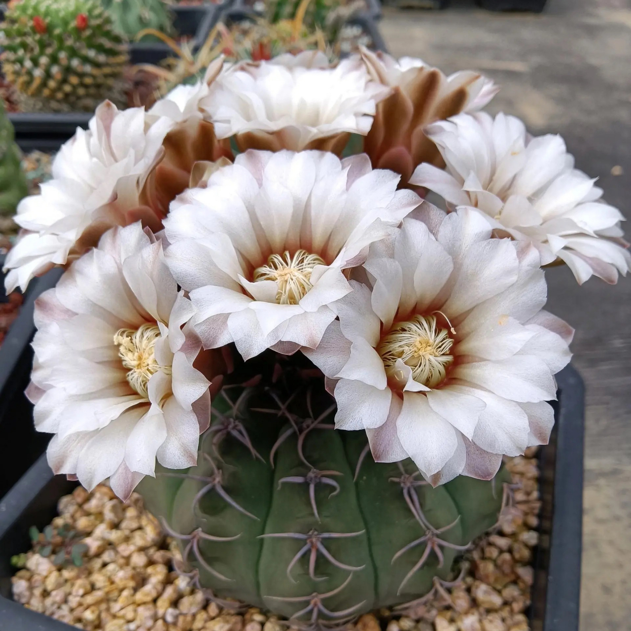 美不美?仙人球瑞昌玉