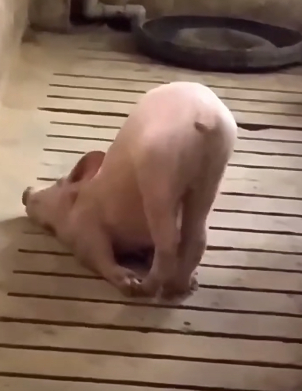 小猪睡觉的姿势挺别致呀!