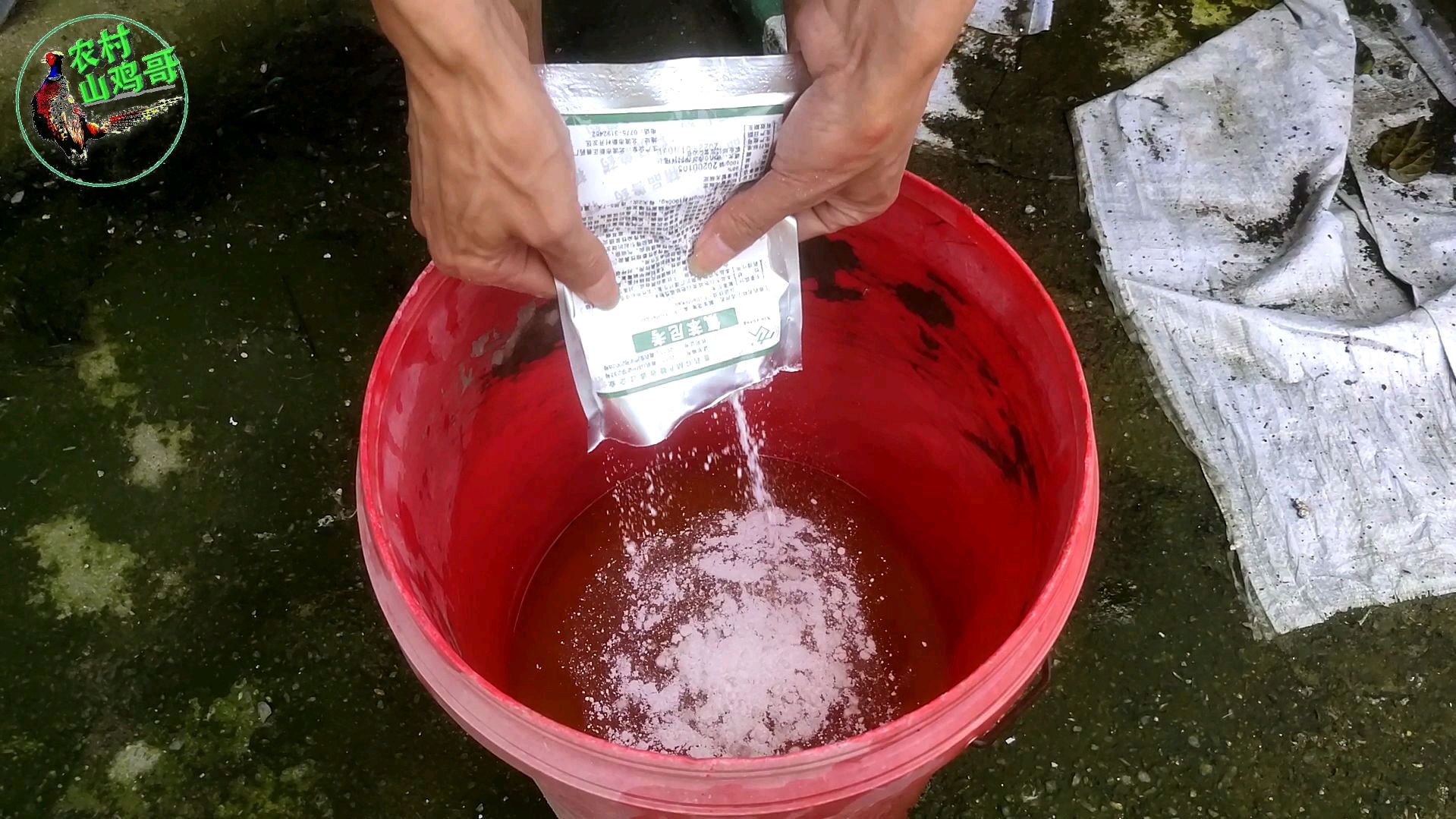 湖北粉丝做事已经近20天,野鸡养殖现都是他打理,一切做的很顺利