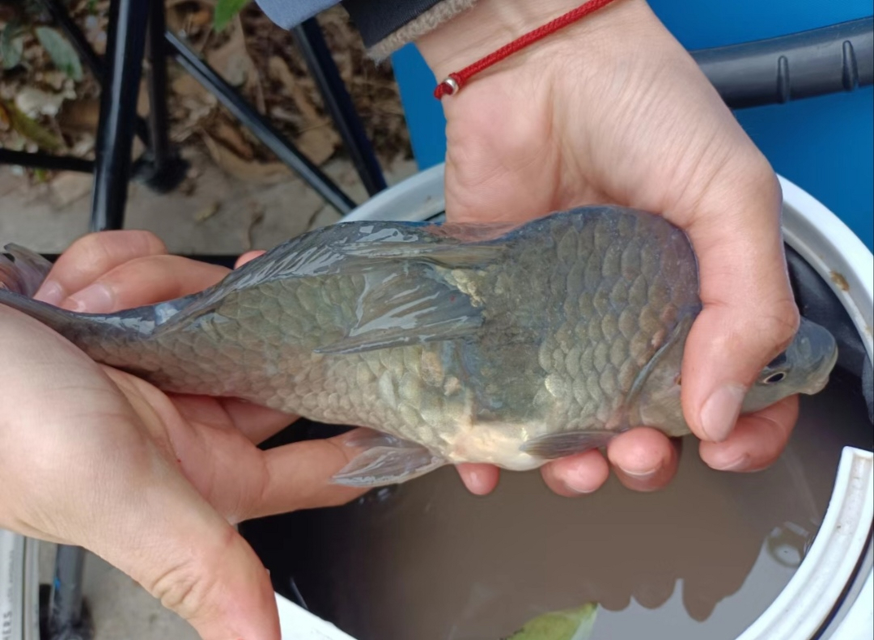 在鱼塘里抓到一条畸形鱼,会不会是受日本排放核污水影响?