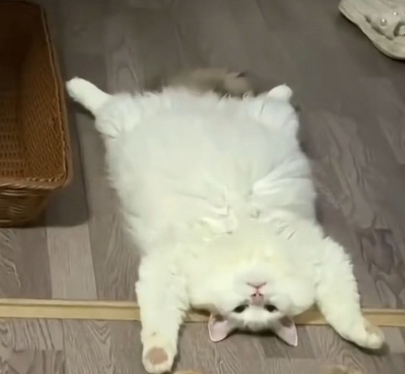 猫咪:我累了,躺平了