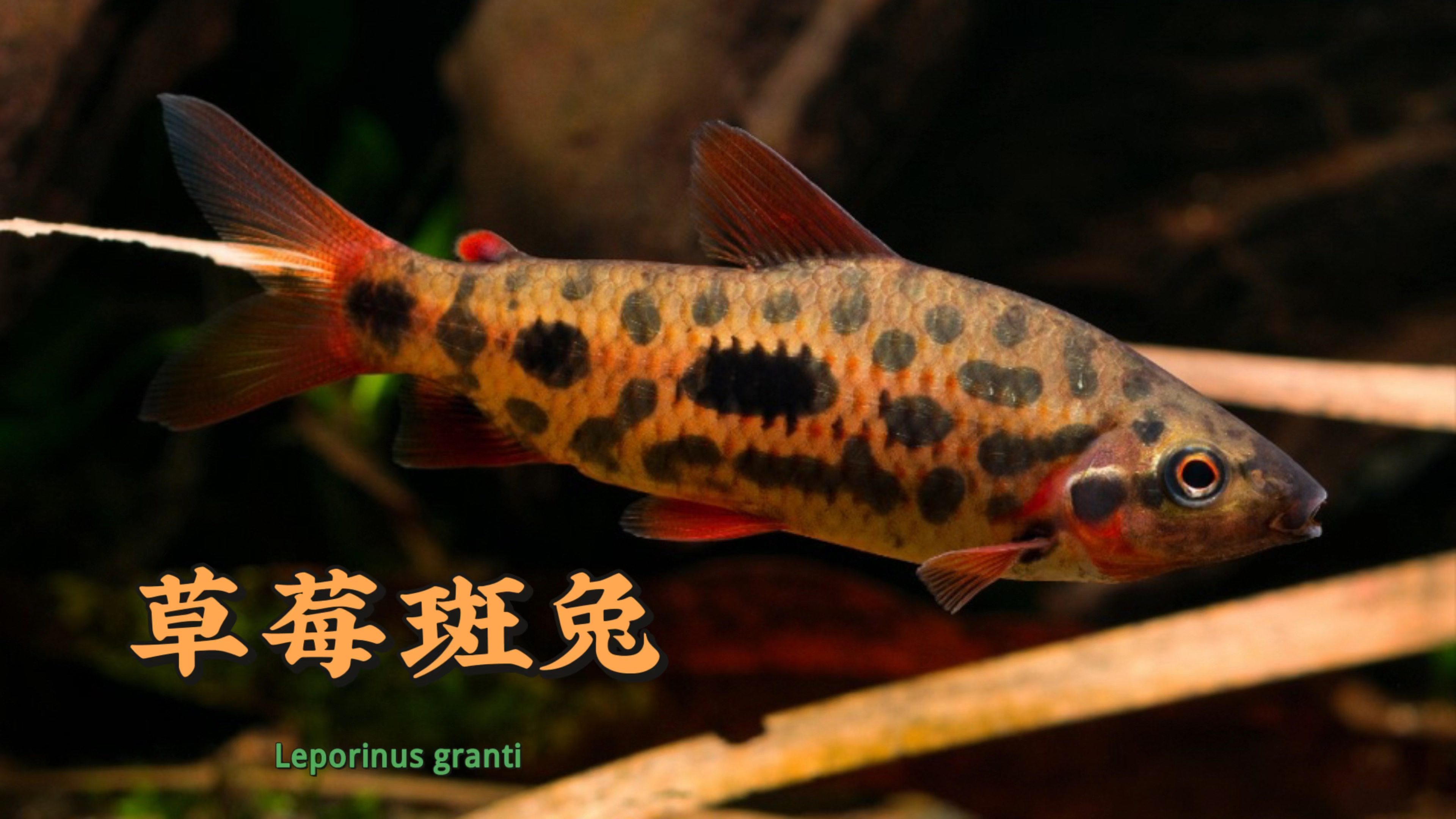 大型灯鱼之草莓斑兔