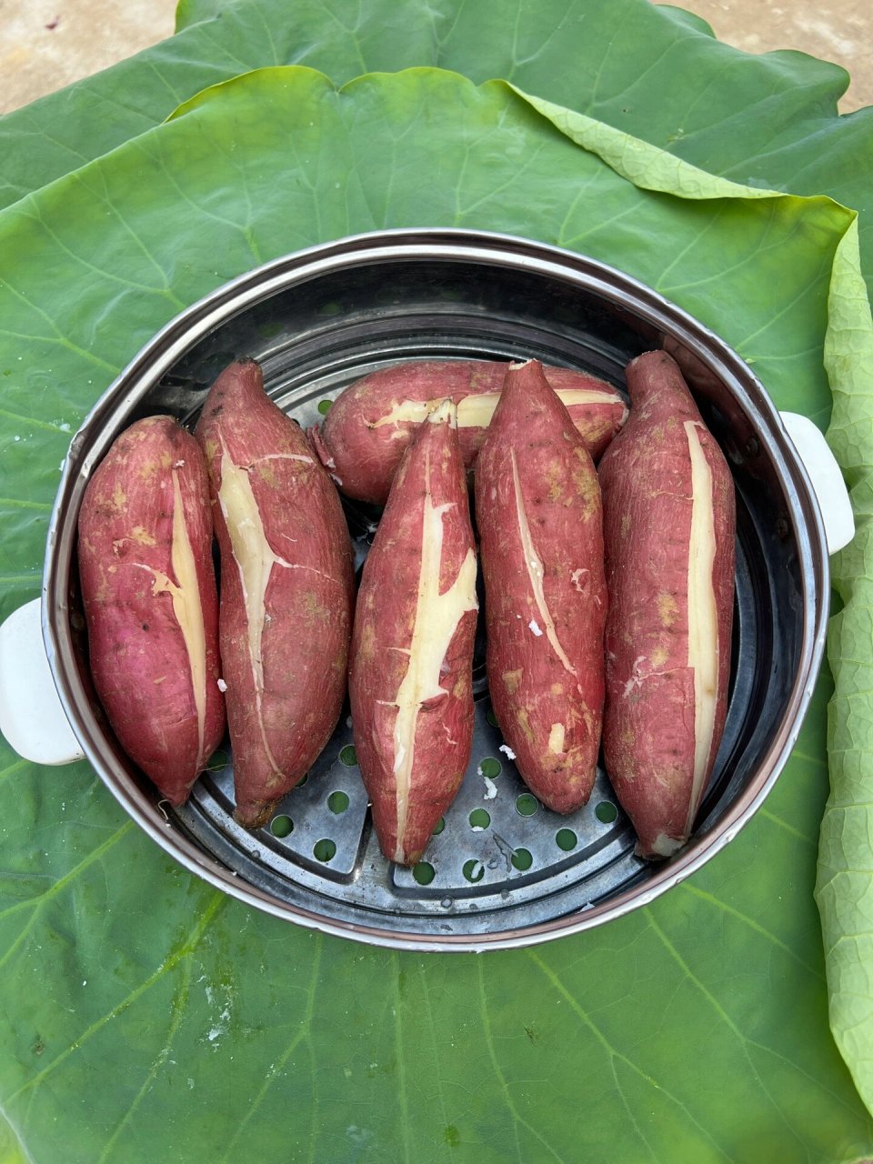 白心板栗红薯,干面粉香!