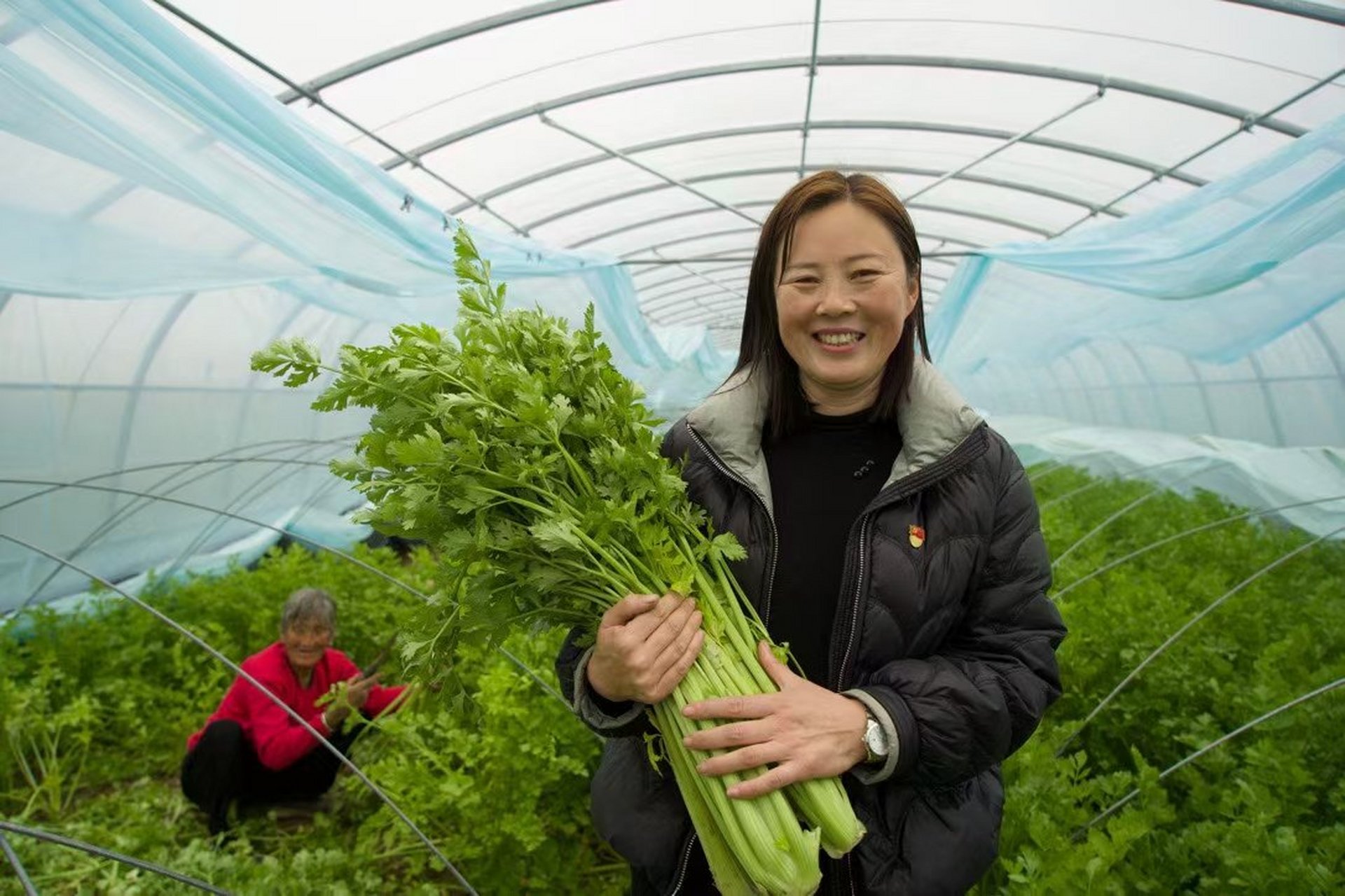 "桂河芹菜",芹菜中的贵品.