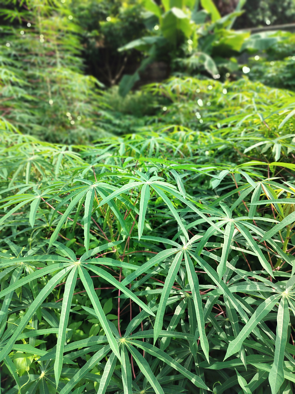 木薯是一种易种且营养价值高的作物.