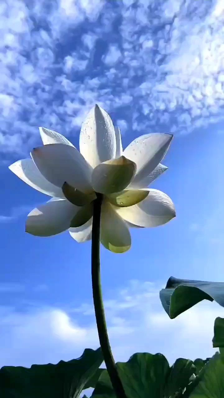 荷花风景 蓝天白云