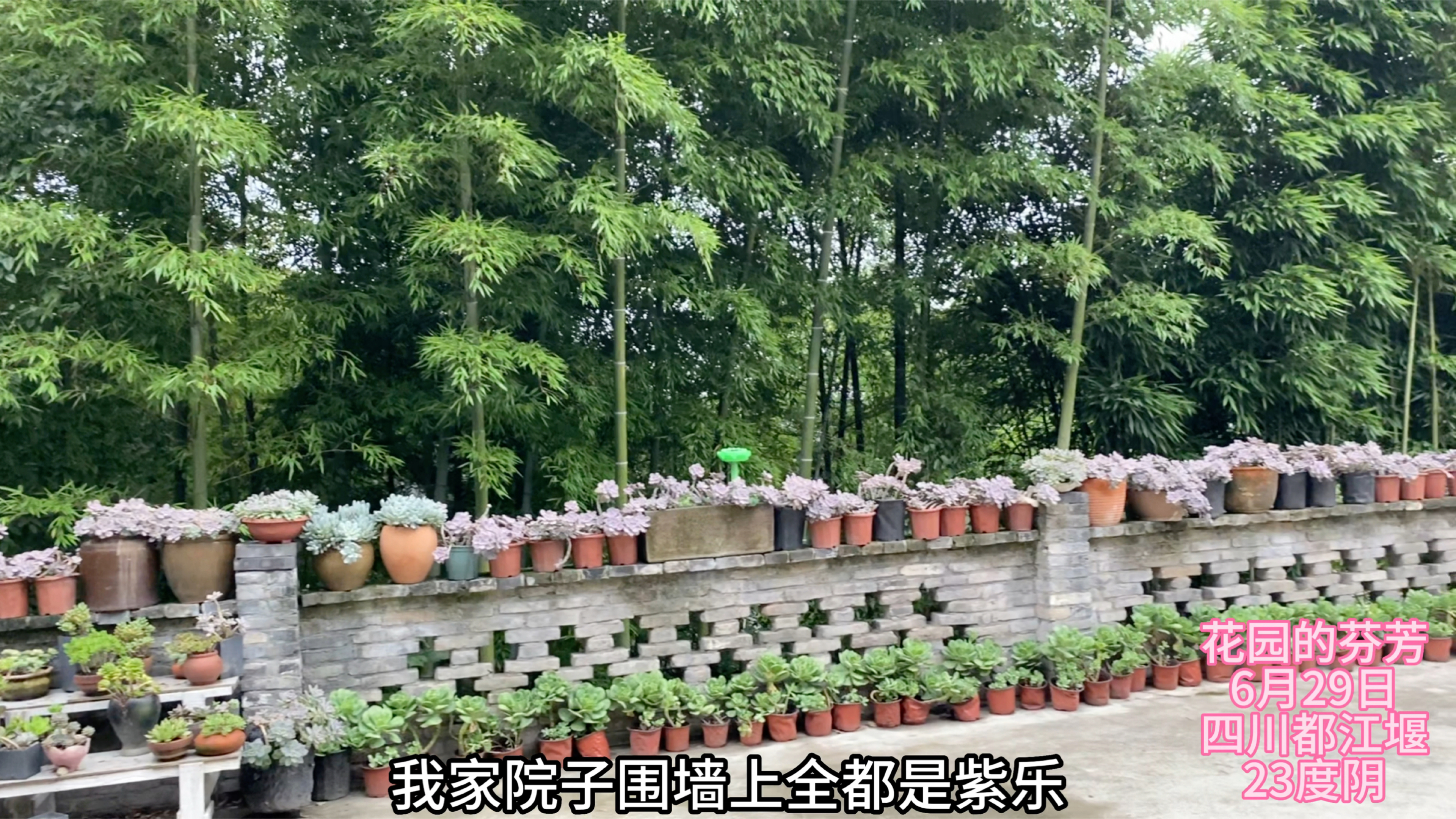 好奇我家什么多肉比较多?淡雪紫雾吗?原来是这3种