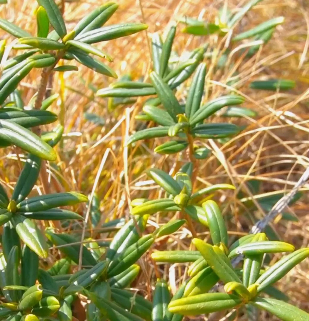 青海本草:唐古特瑞香.