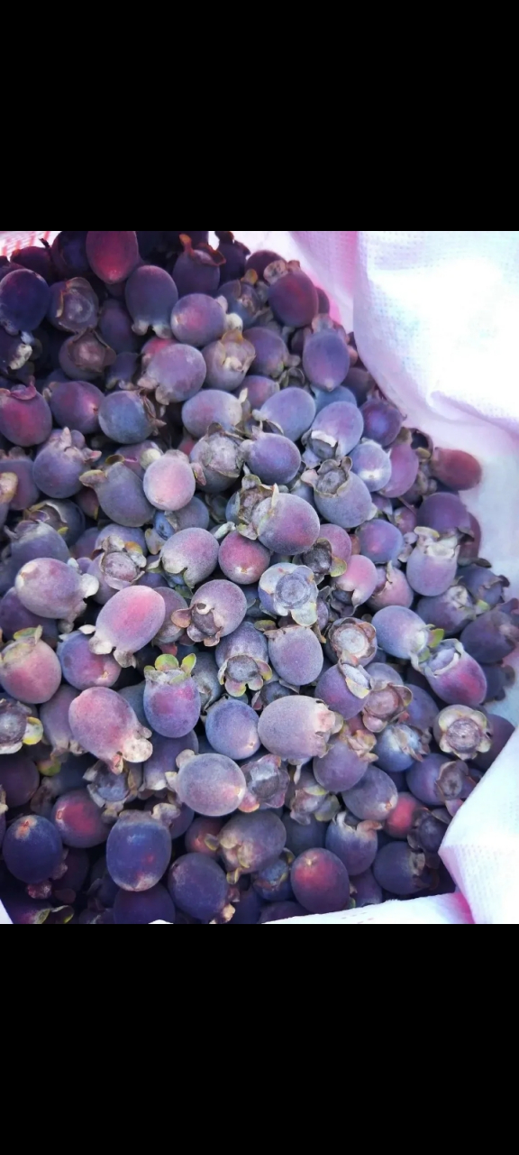 广西这里叫捻子,南方地区山上比较多,山上野生的,一般是在农历7,8月的