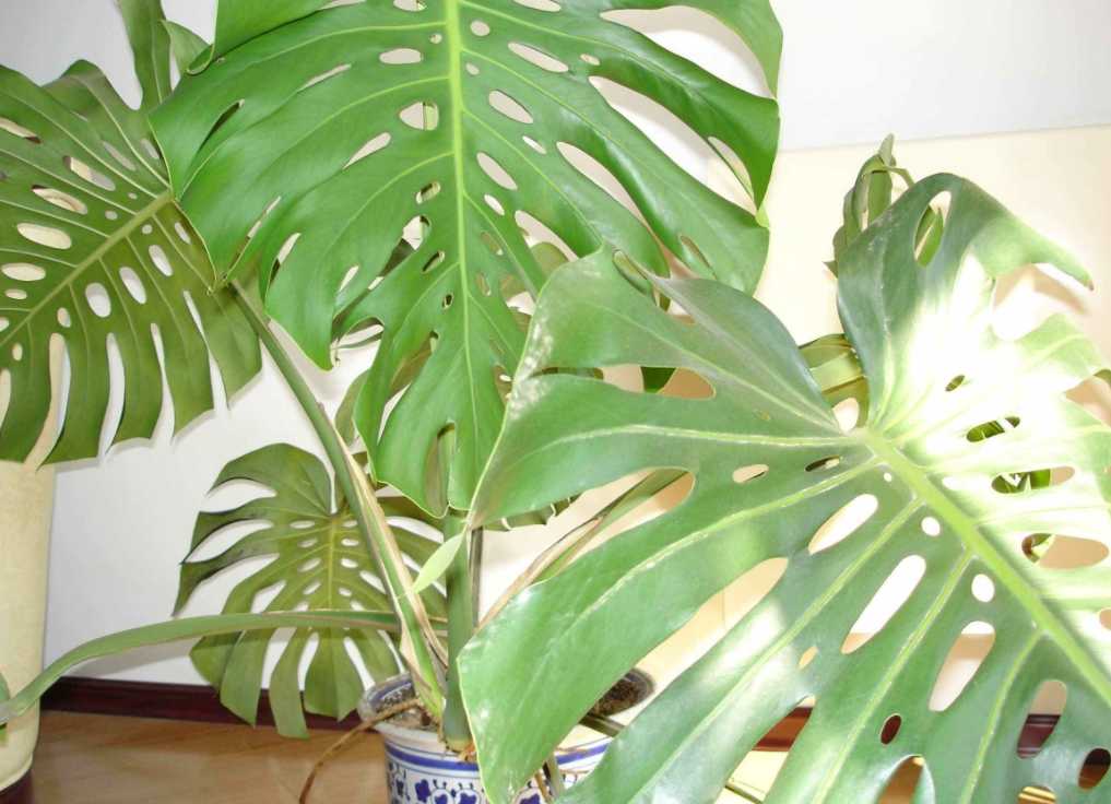 北方室内适合养什么大型绿植