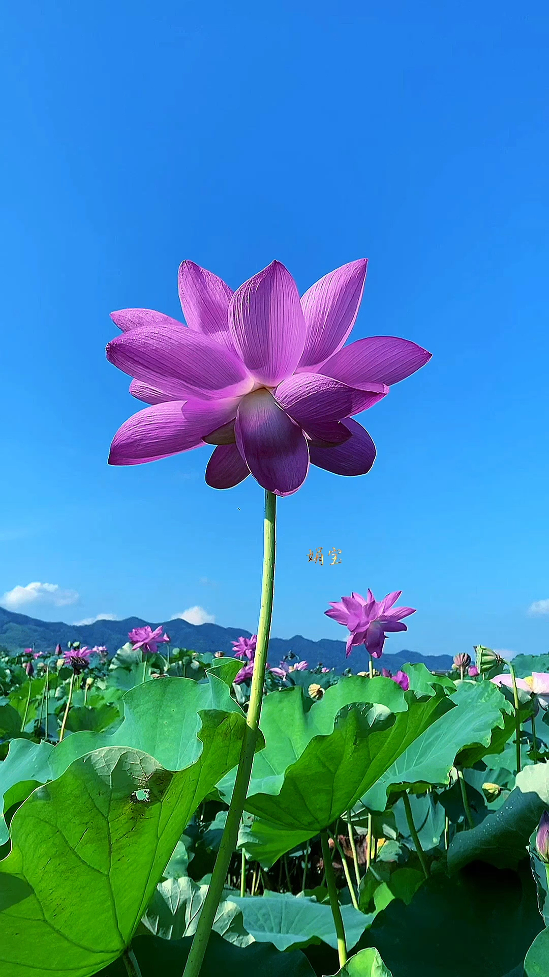 莲,似水一线连,缘自天上间