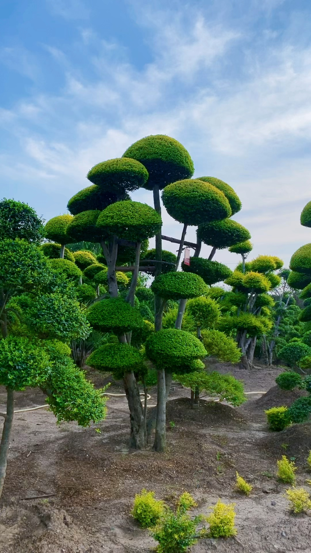 精品亮晶女贞造型树四季不落叶适合庭院别墅农家小院栽植