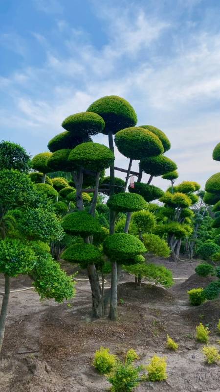 精品亮晶女贞造型树四季不落叶适合庭院别墅农家小院栽植