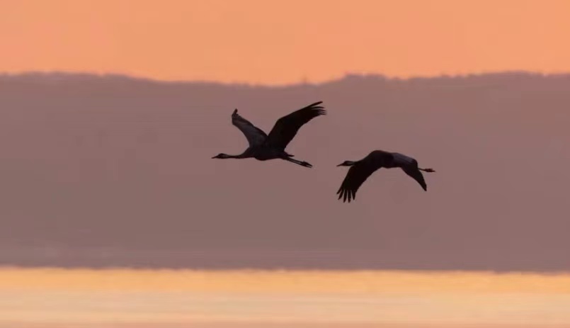 被称为残幅镜皇的适马镜头