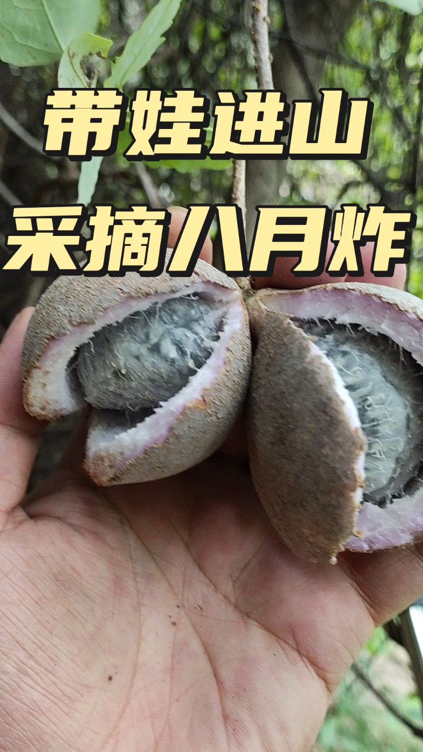 秦岭终南山八月炸成熟了,由于封山好多都没人摘,今天收获不少啊