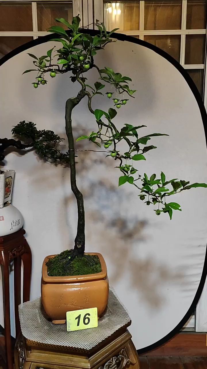 金弹子盆景 刷到了就是缘分欣赏一下吧.