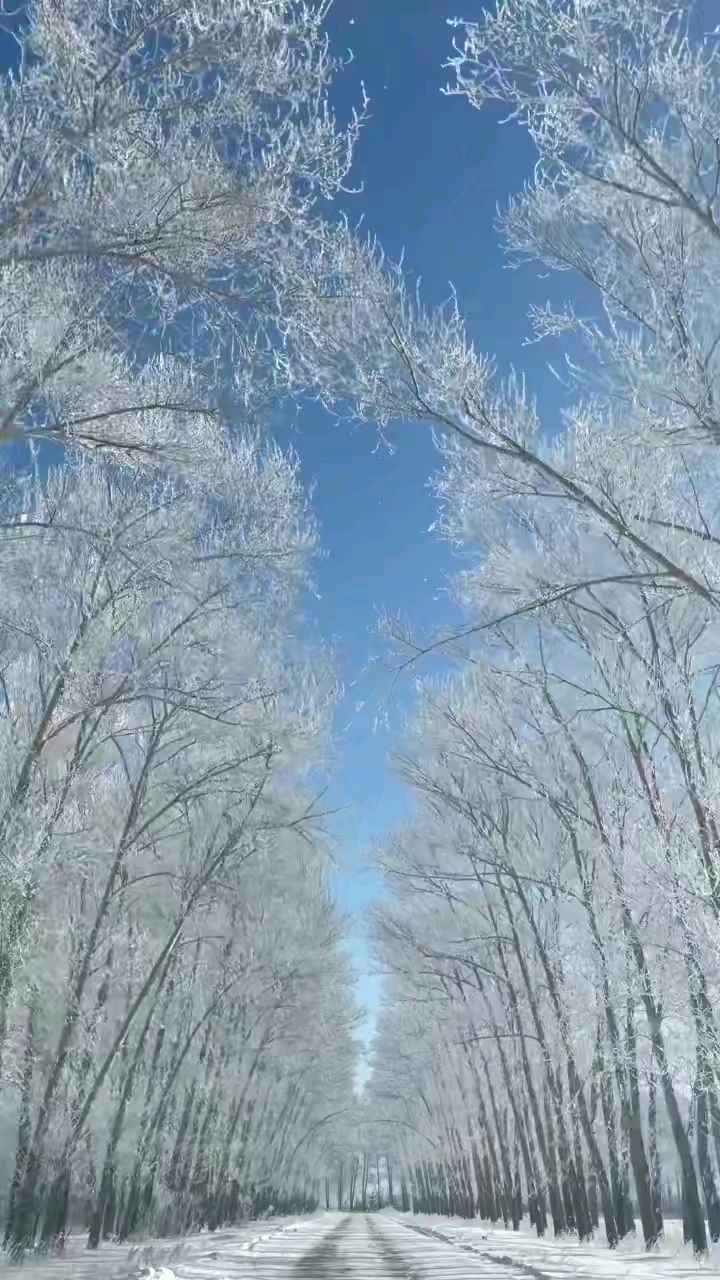 北国风光,千里冰封,万里雪飘,北方树挂.风景独特