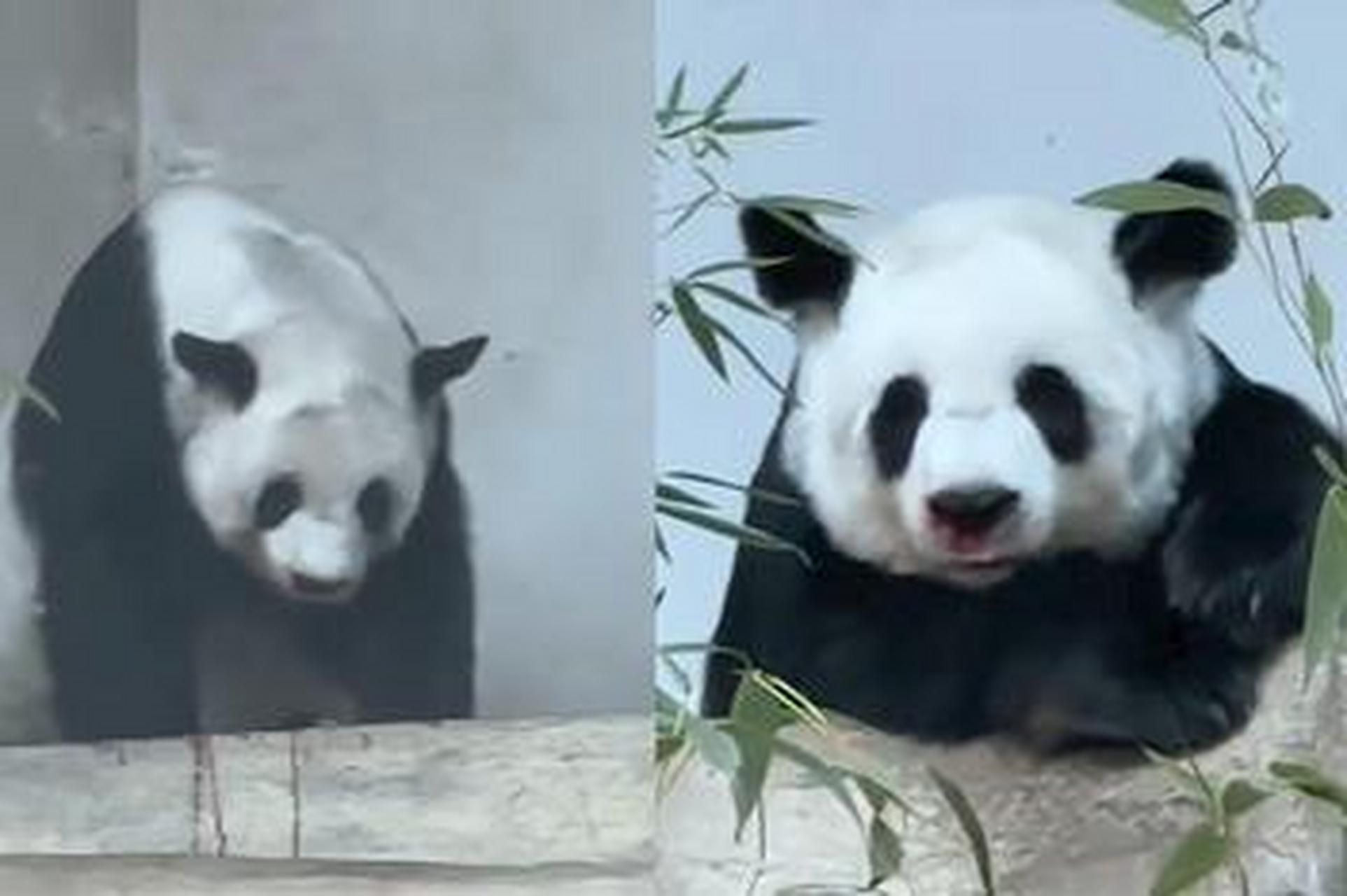 旅泰大熊猫林惠死亡,清迈动物园雌性大熊猫林惠自4月18日出现生病症状