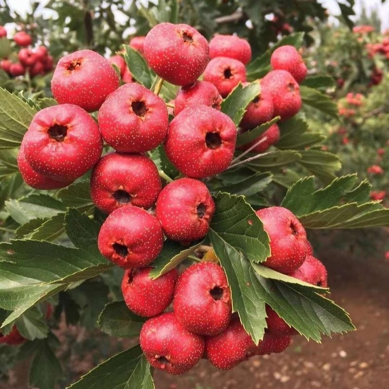 美丽的果园:山楂熟了,红艳艳