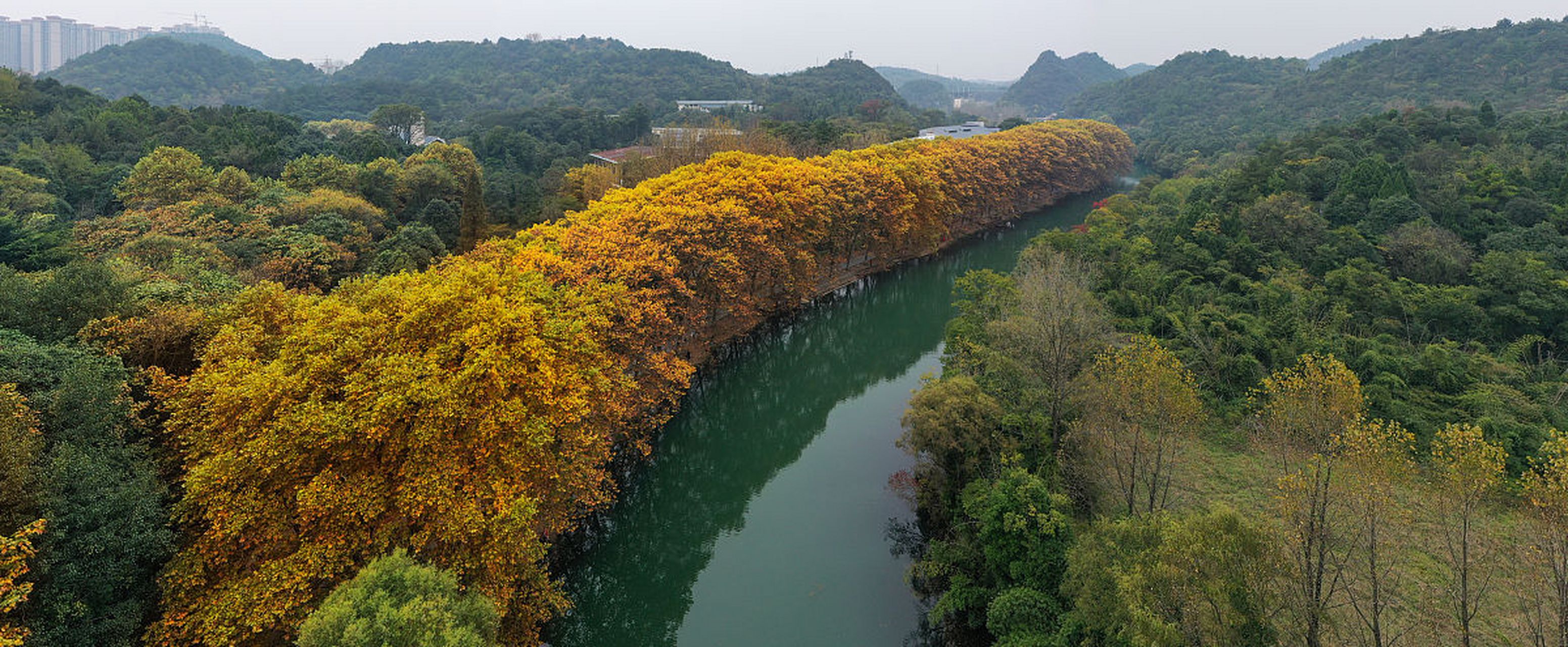 贵阳花溪黄金大道——深秋的金色诗篇  贵阳花溪黄金大道,位于贵阳