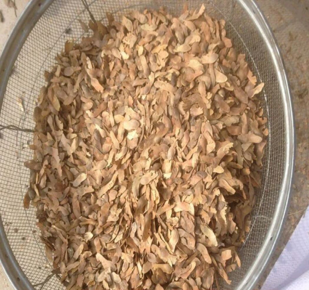 中药宝典——萃枫苷的功效与作用