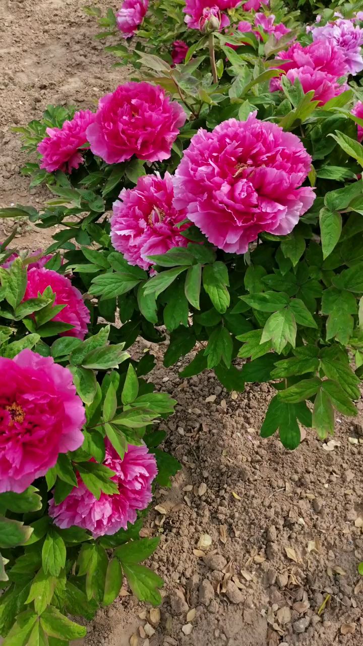 秋季栽一颗牡丹吧