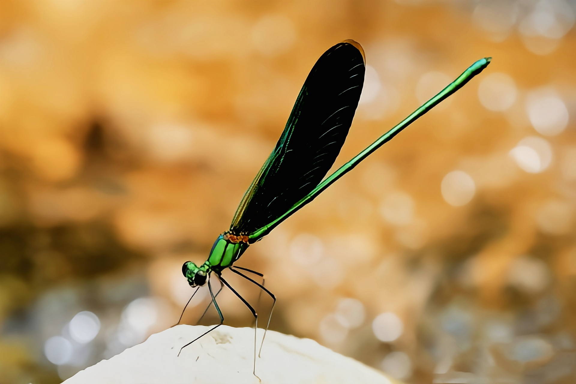 每天认识一种昆虫——华艳色蟌 华艳色蟌是蜻蜓目,色蟌科,艳色蟌属