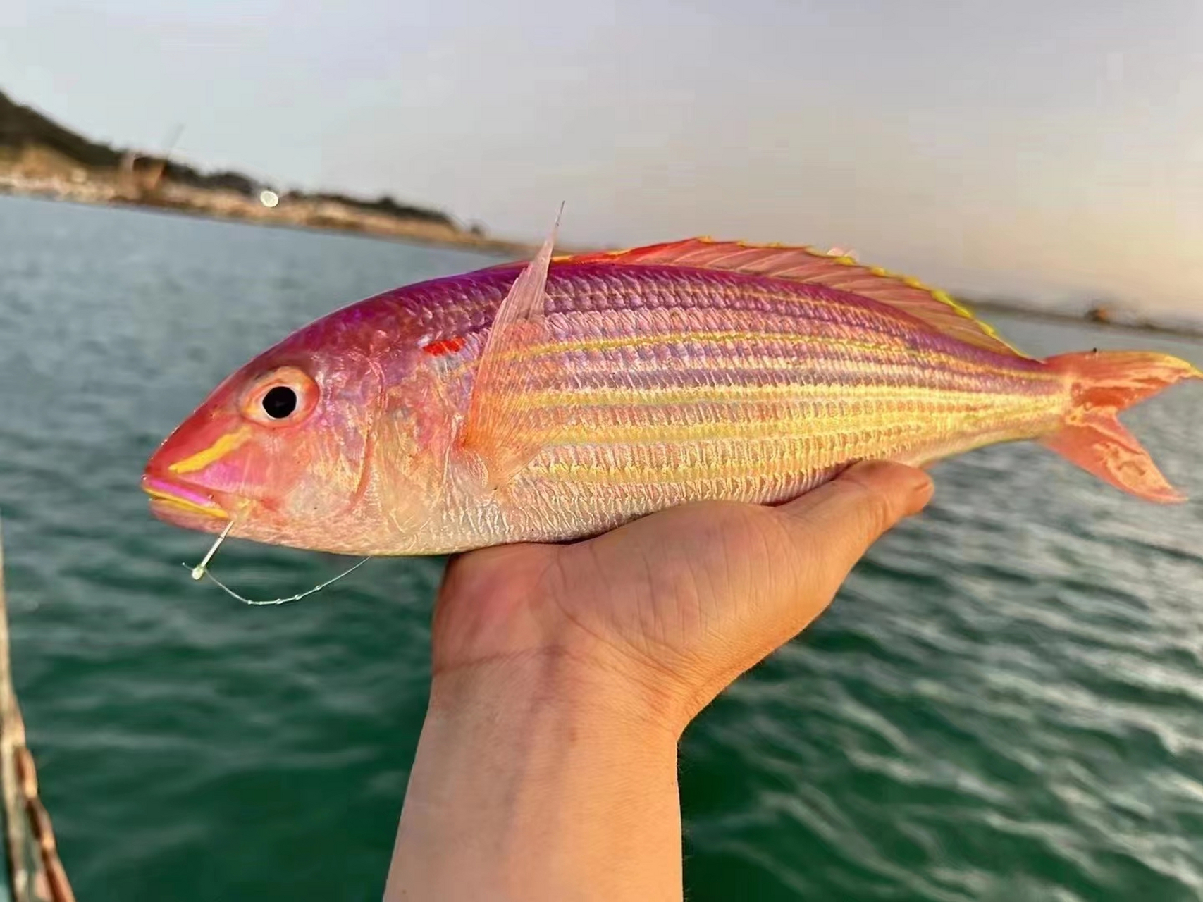 海钓金线鱼,肉质细嫩,全身肉 刺少 干煎清蒸 特好吃!