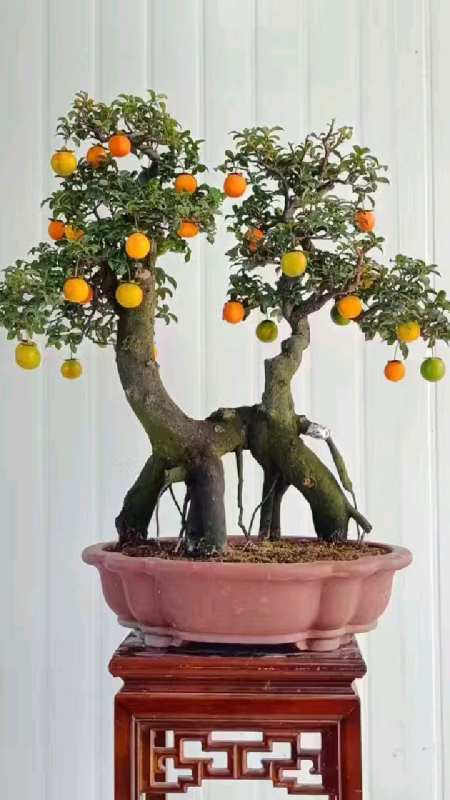 过桥的金弹子,品相很赞啊!-度小视