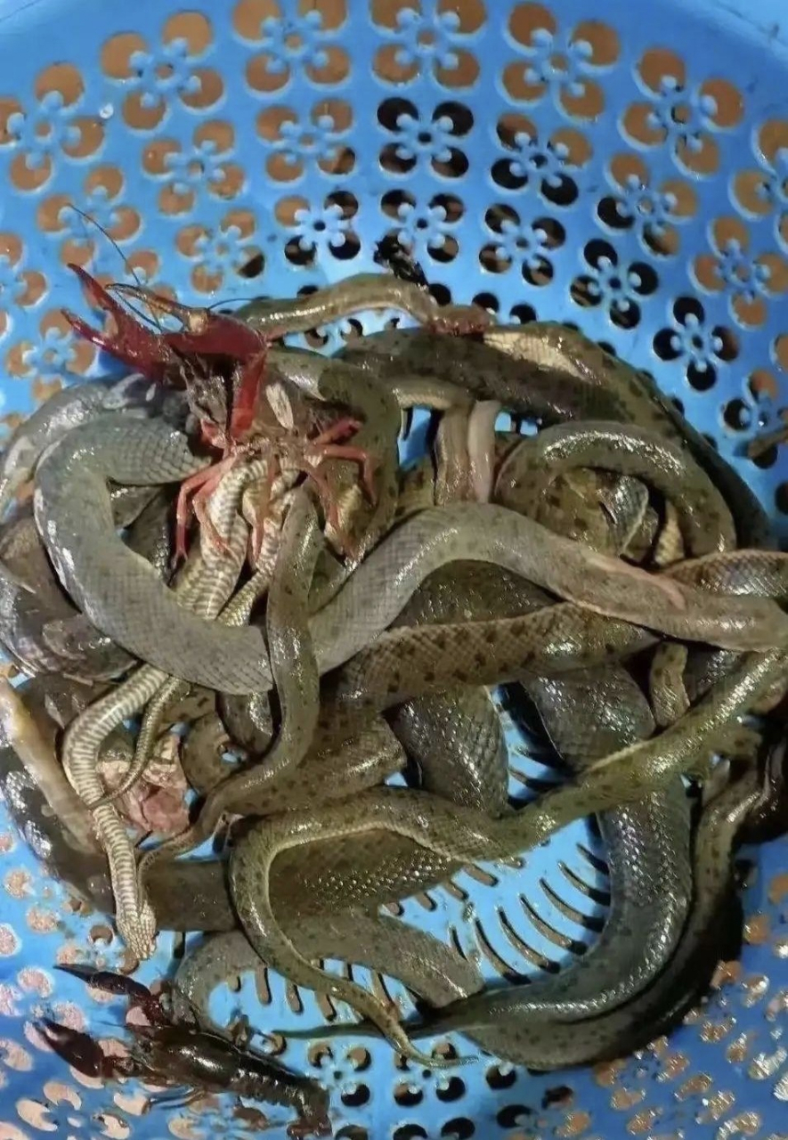 抓了一晚上的黄鳝也就这么点