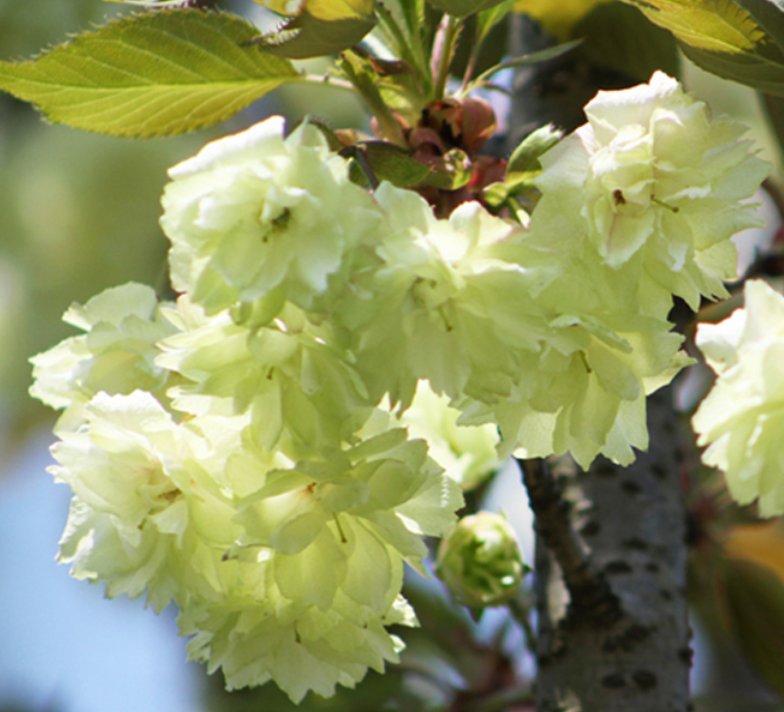 郁金樱花的花语是什么