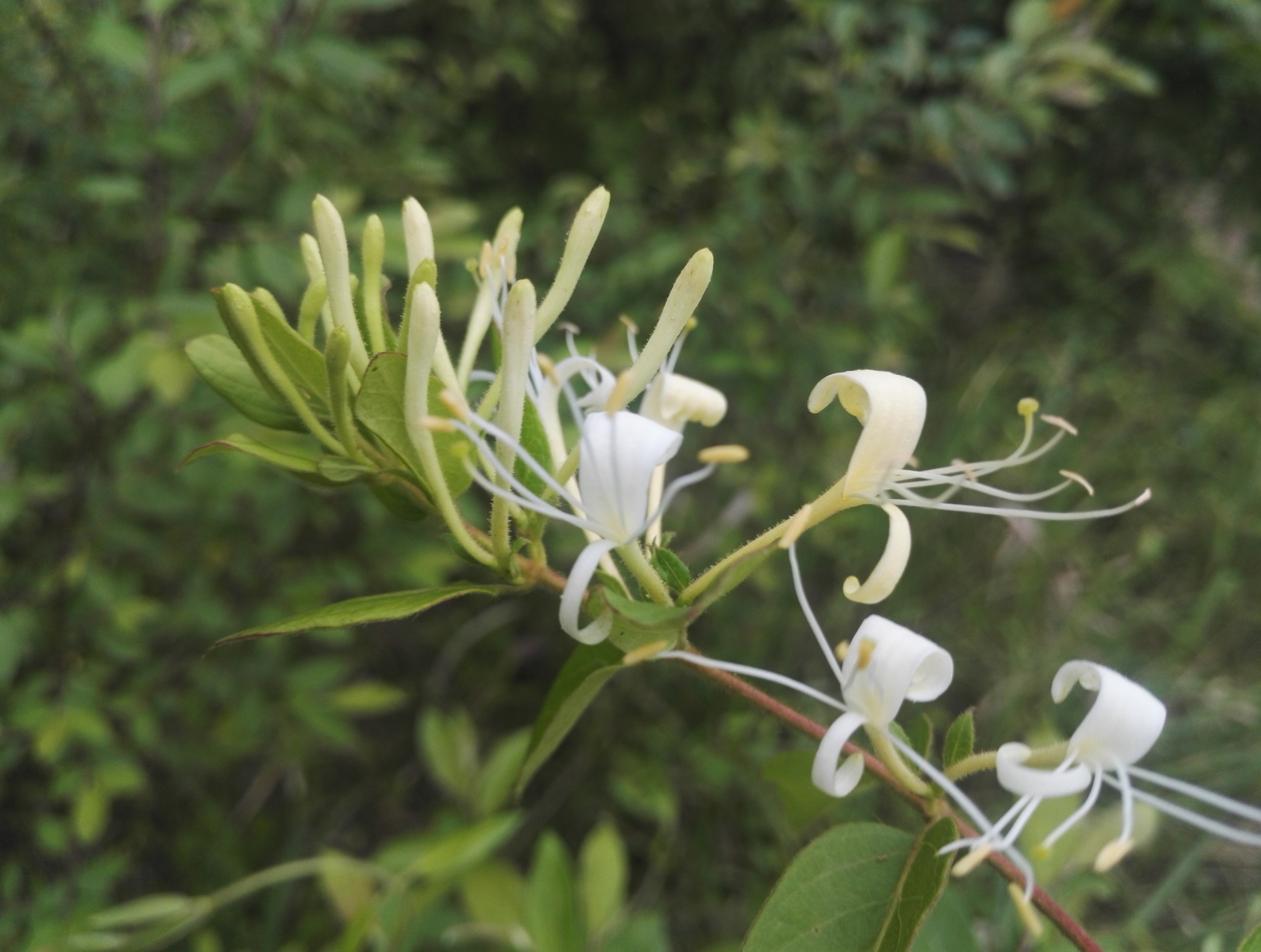 采摘野生的金银花