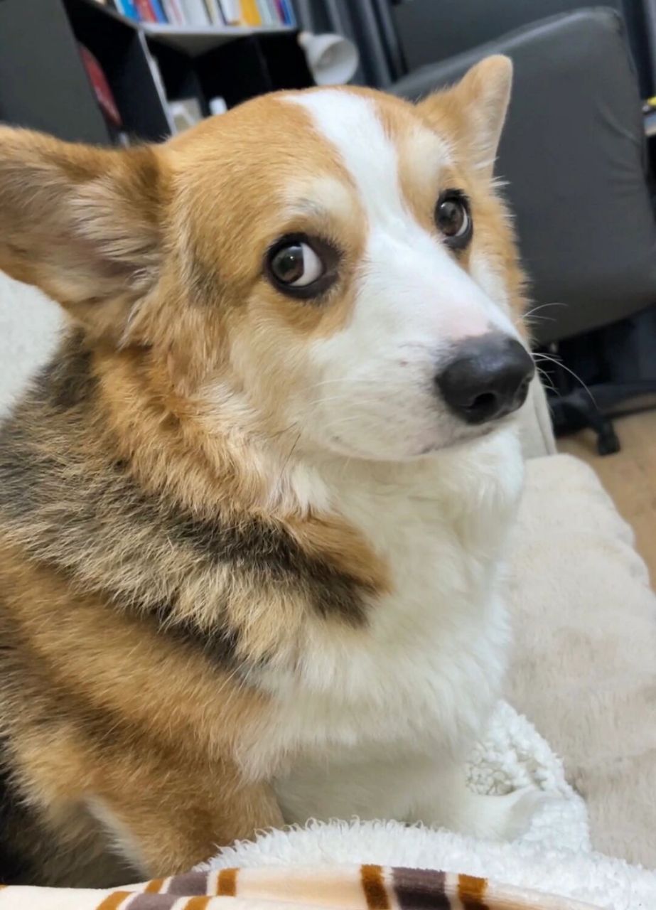 做错事还不服气的狗狗,这眼神[你懂的][你懂的][你懂的]