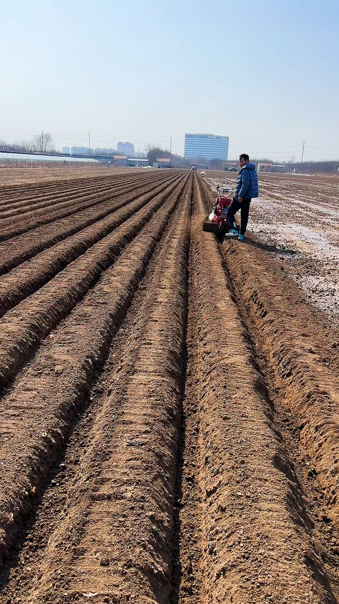 生姜开沟培土机开始生姜开沟了