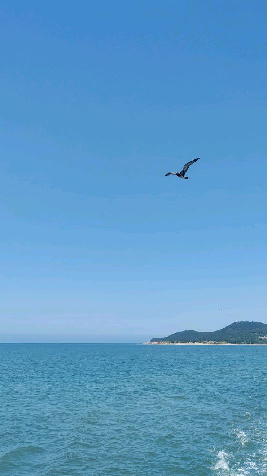 大海天空海鸥