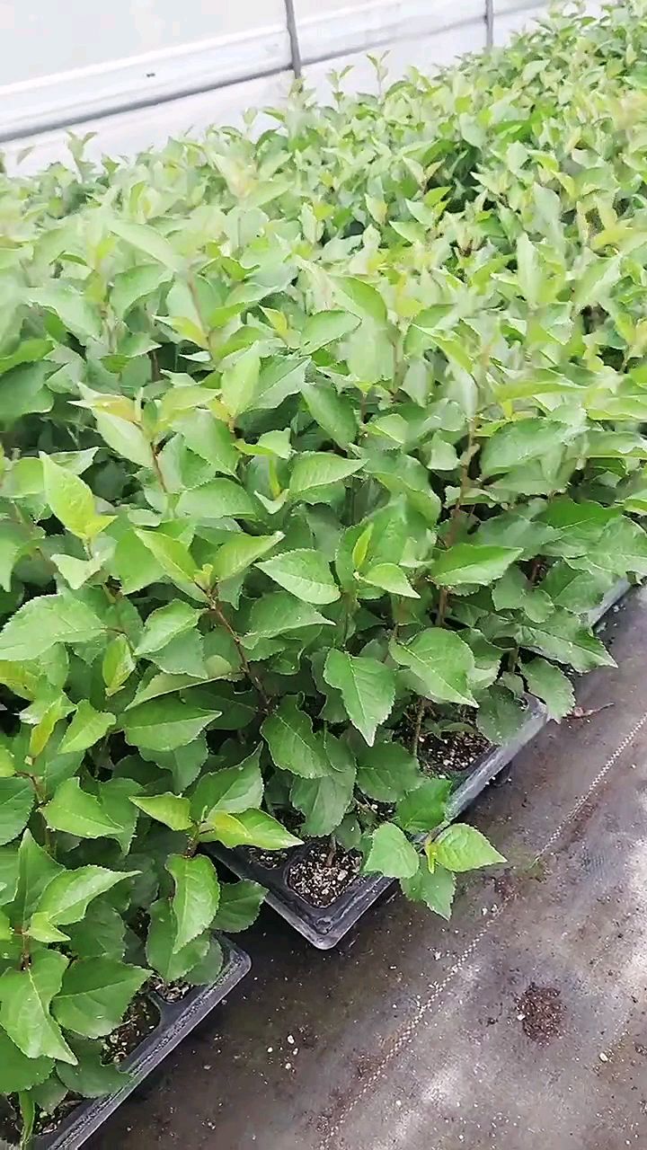 组培吉塞拉六号砧木苗嫁接矮化樱桃苗最佳根系