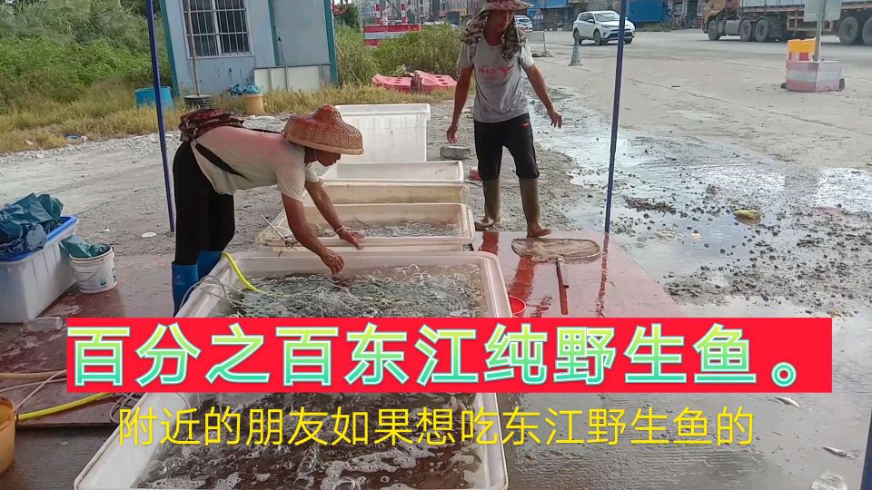 惠州东江边,渔民现捕现卖野生鱼,价格超级便宜,有条鱼20多斤