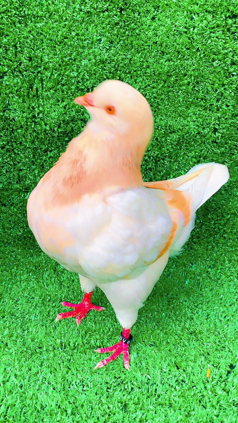 红二线配黄二线现在还值多少