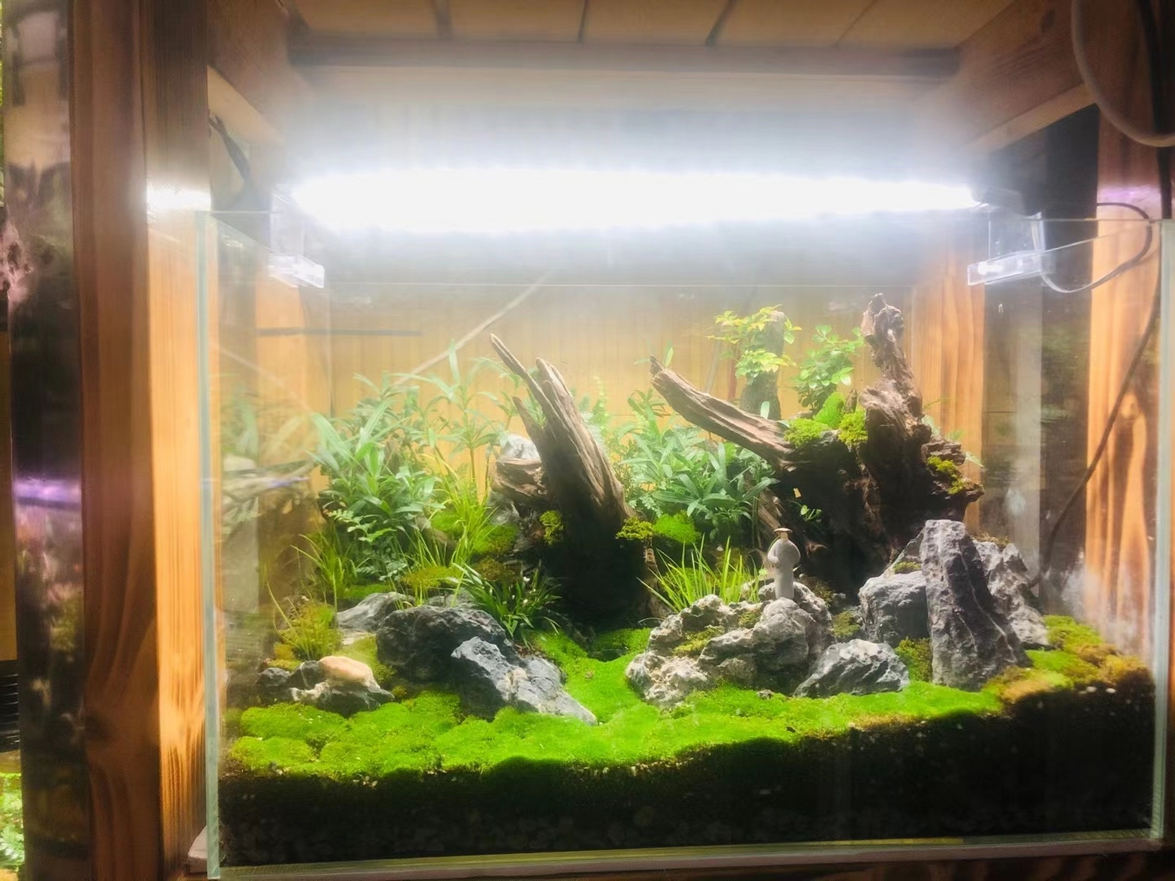 分享一组作品,有喜欢的吗[嘻嘻]#水草造景# #鱼缸造景