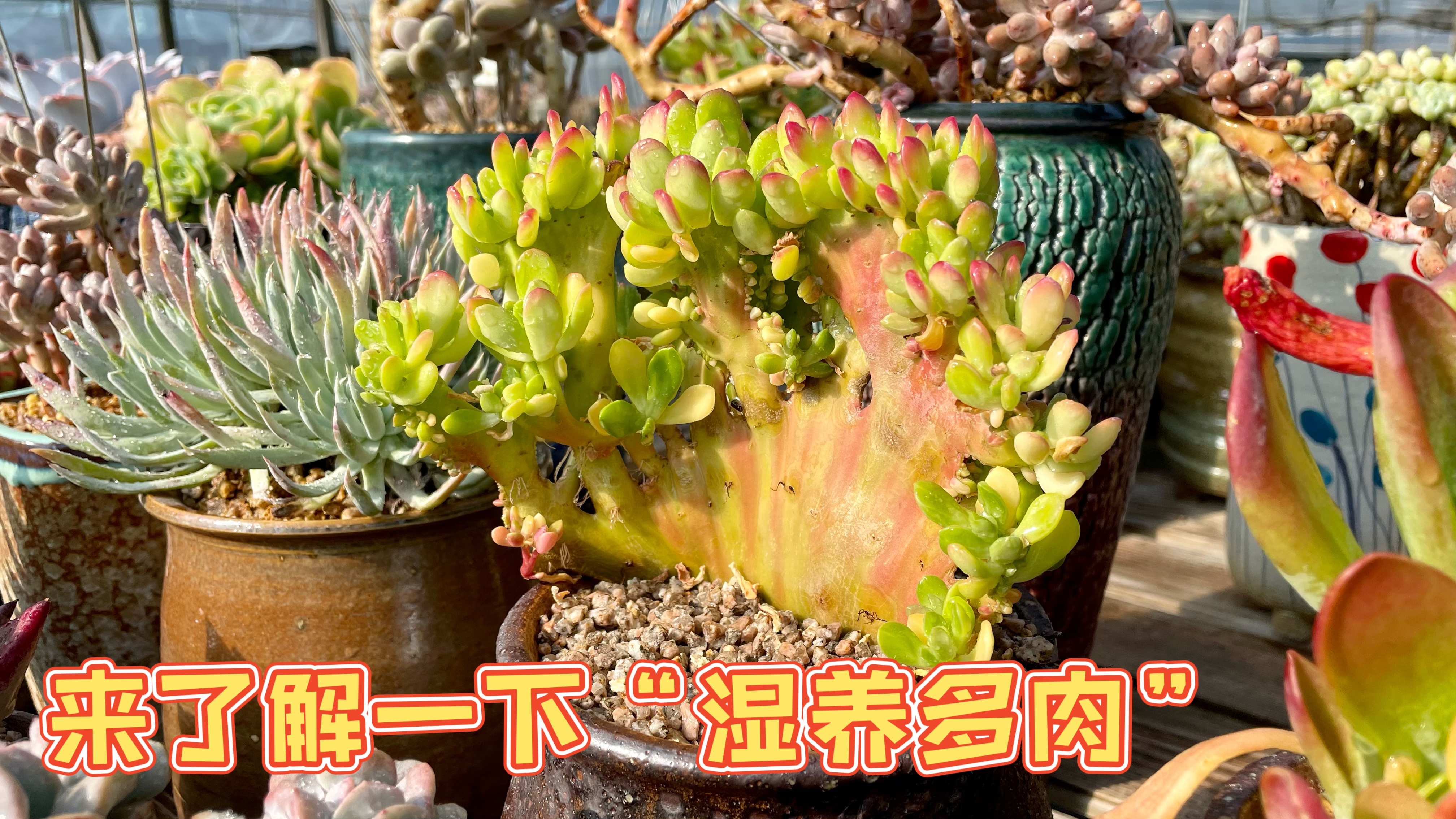 粉丝的需求,我一定尽力满足,今天我们一起了解一下“湿养多肉”