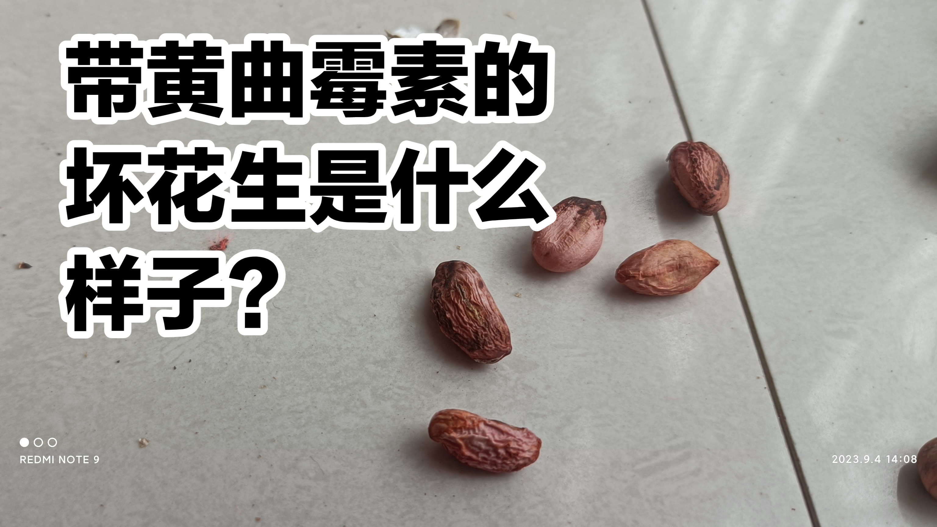 你是否知道,带着黄曲霉素的花生是什么样子?