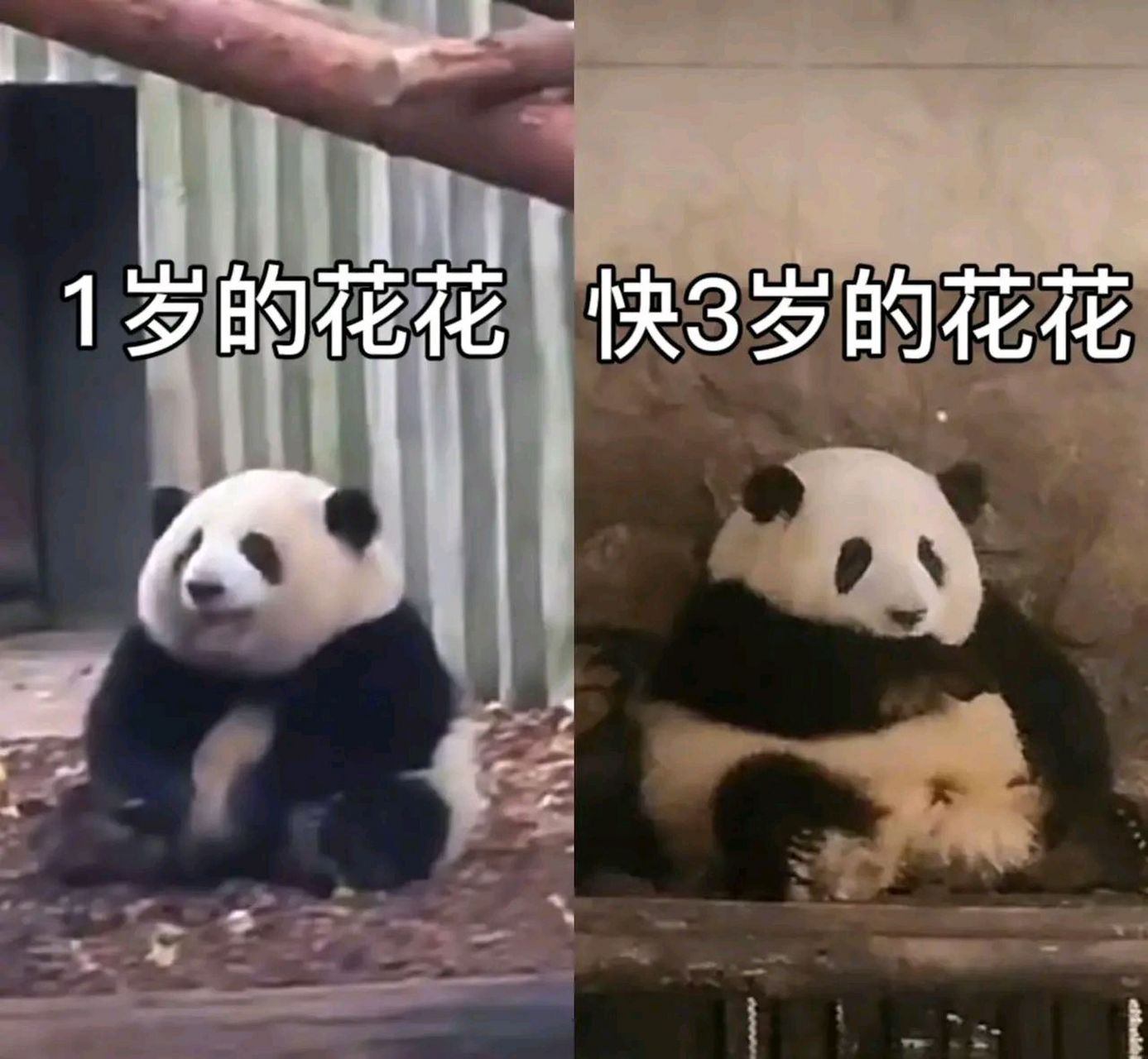 怎么也飞不出"花花"的世界 横向发展等比例放大的花花实在是太可爱了