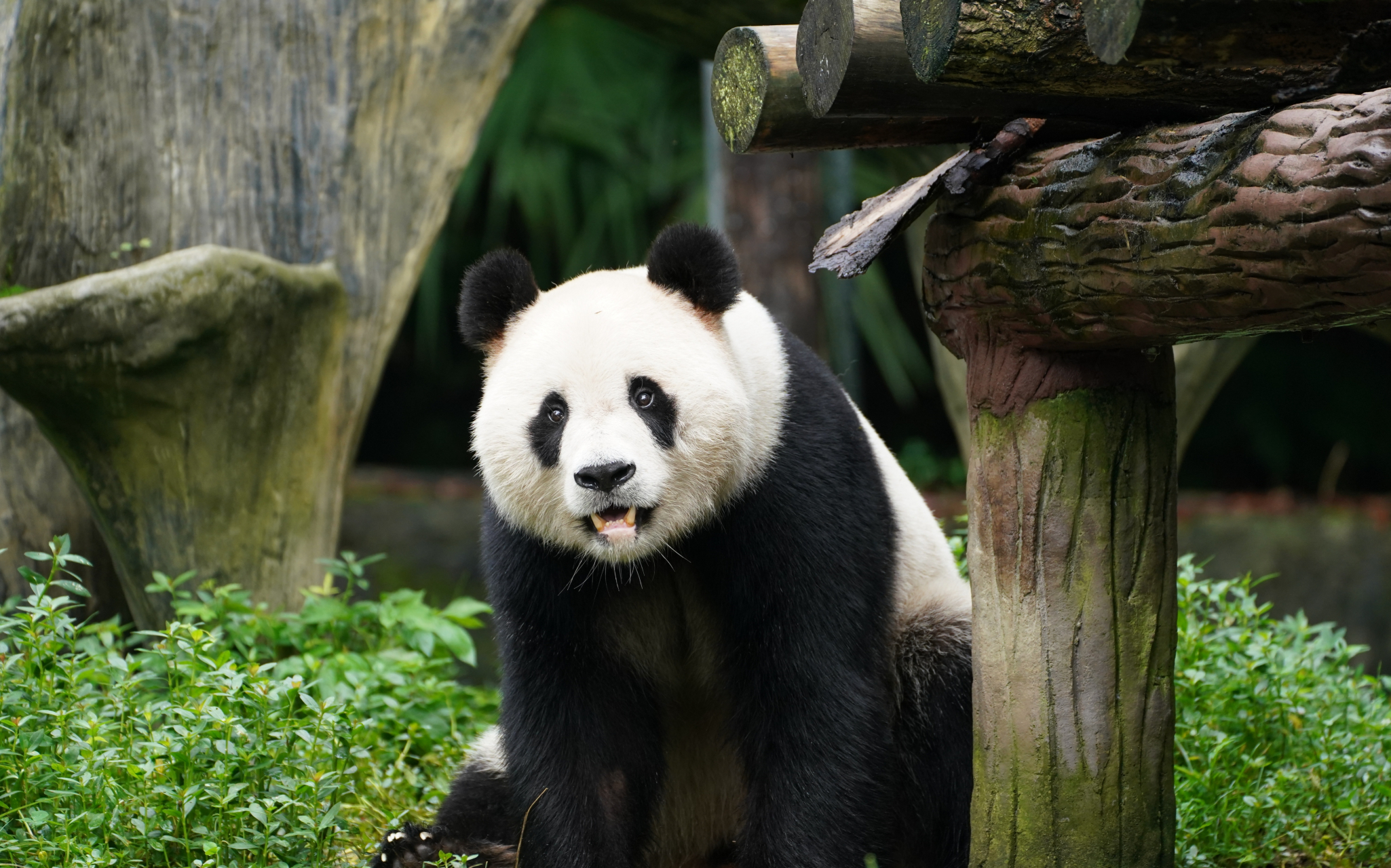 大熊猫蔓越莓, 渝可渝爱的大长腿爸爸.