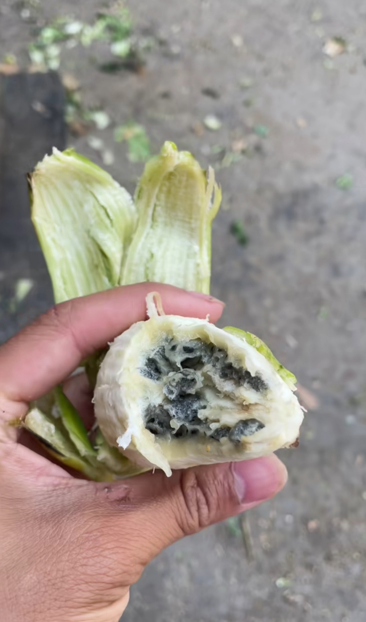 谁吃过这种香蕉?一根香蕉里面的籽就这么多