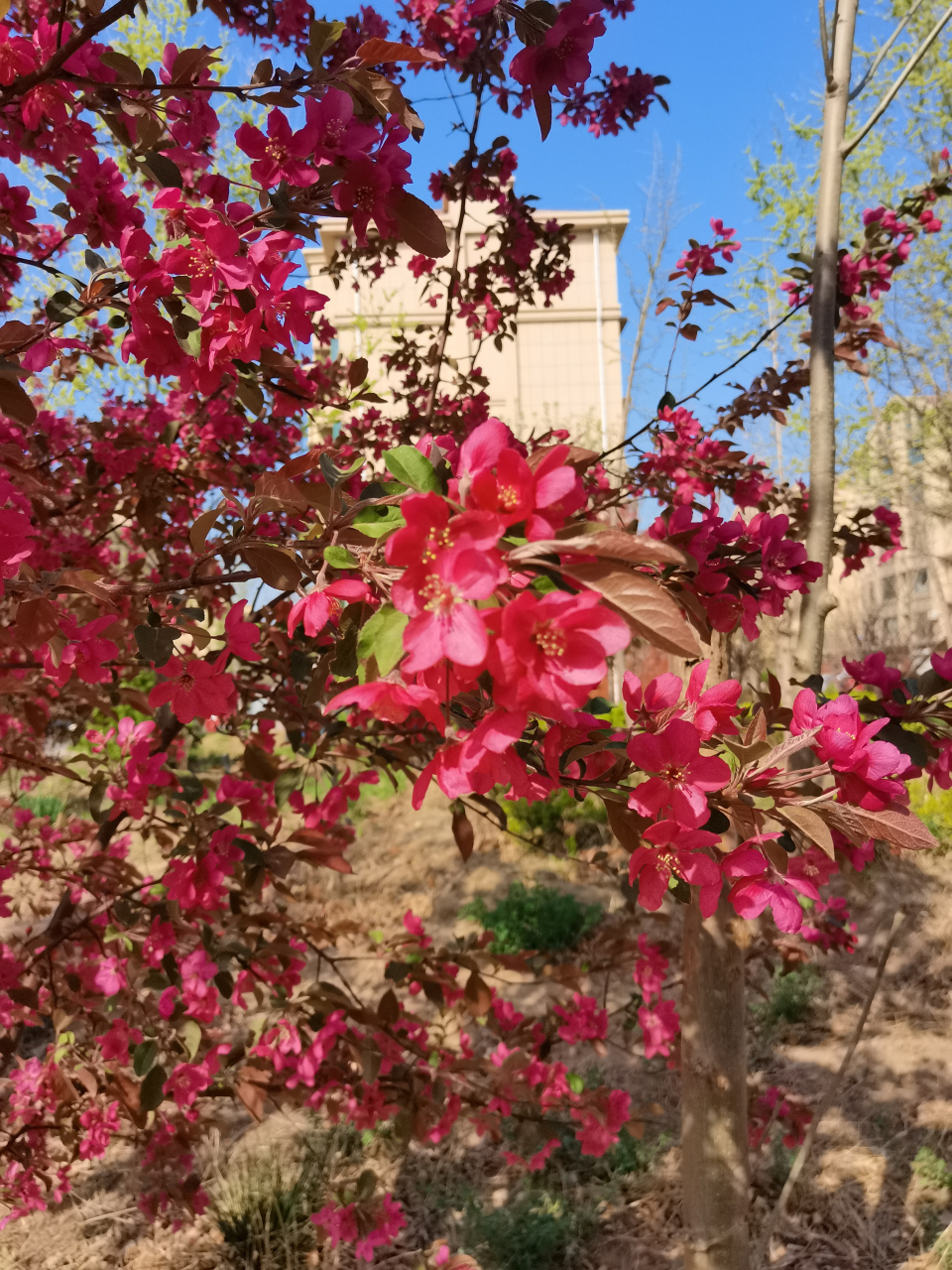 楼下的花树开了,花朵是紫红色的,叶子是深红色的,远远望去整棵树