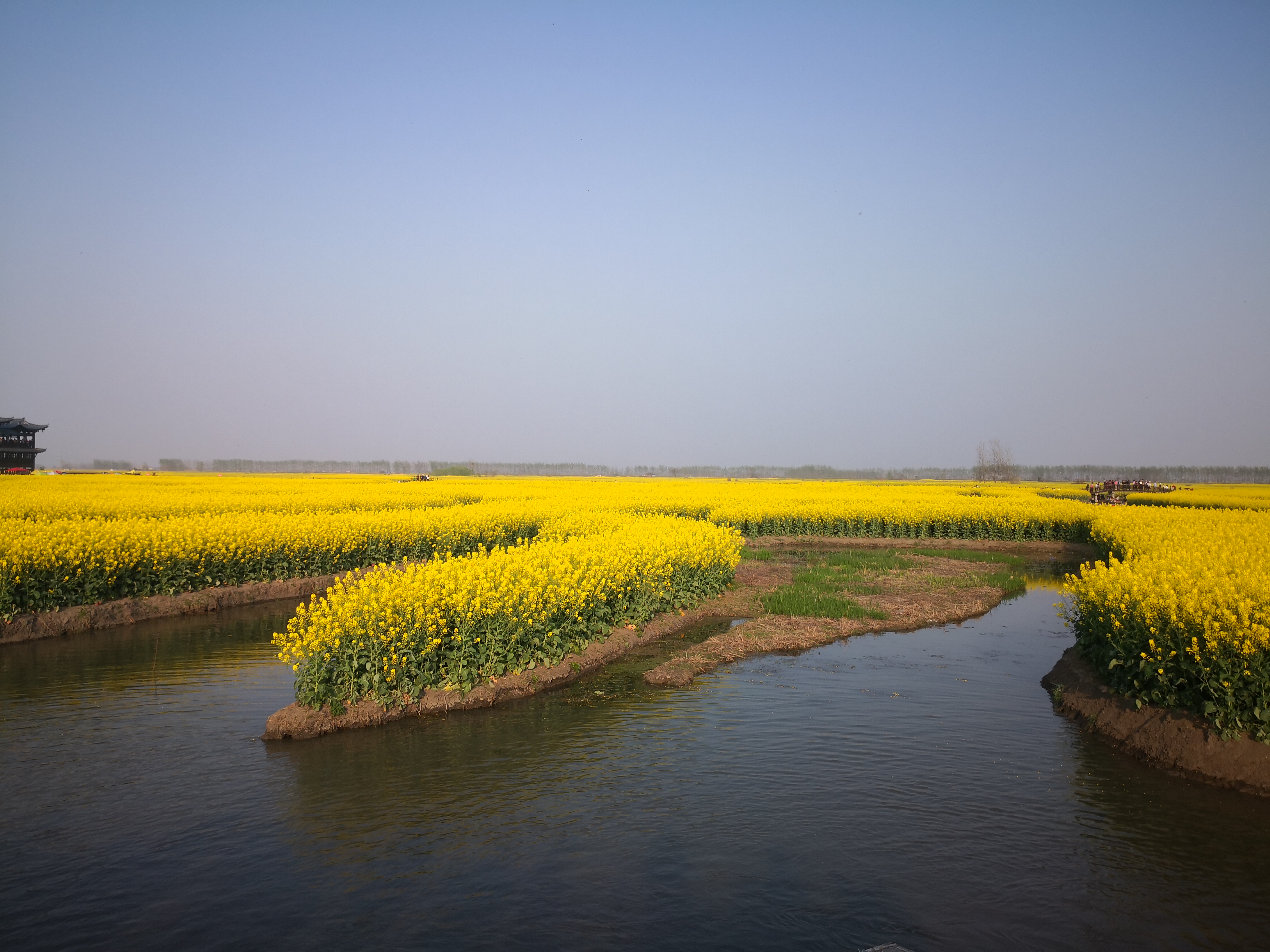 江苏兴化油菜花垛海