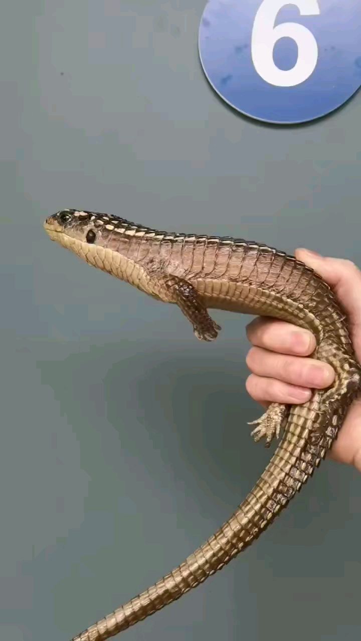 苏丹遁甲蜴有没有喜欢的小伙伴